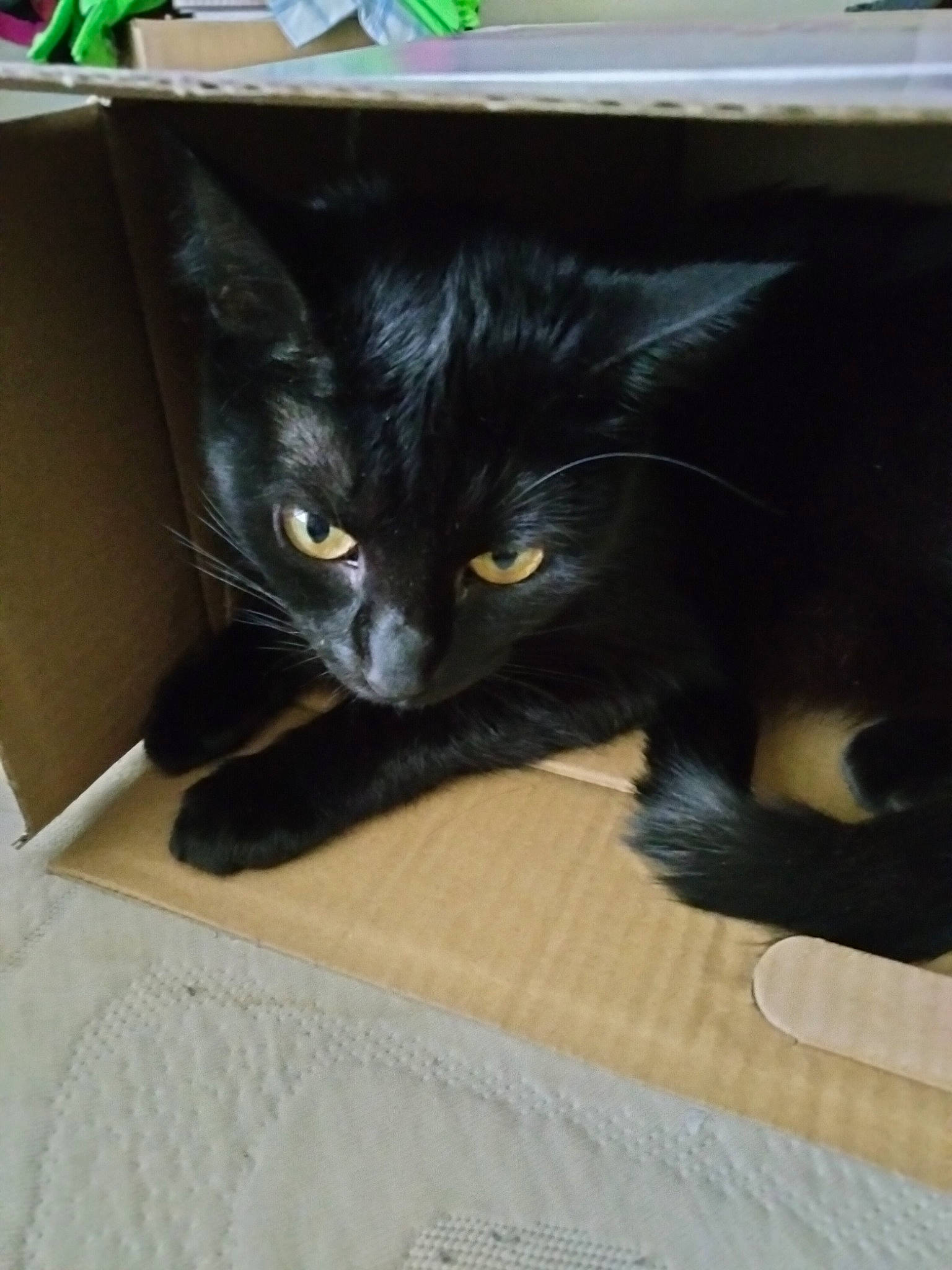 Midnight joined the competition — help win amazing prizes! black_cat, box, cardboard, carnivore, cat, claw, comfort, domestic_short_haired_cat, felidae, flooring, fur, grey, hardwood, packaging_and_labeling, paper_product, small_to_medium_sized_cats, snout, tail, whiskers, wood