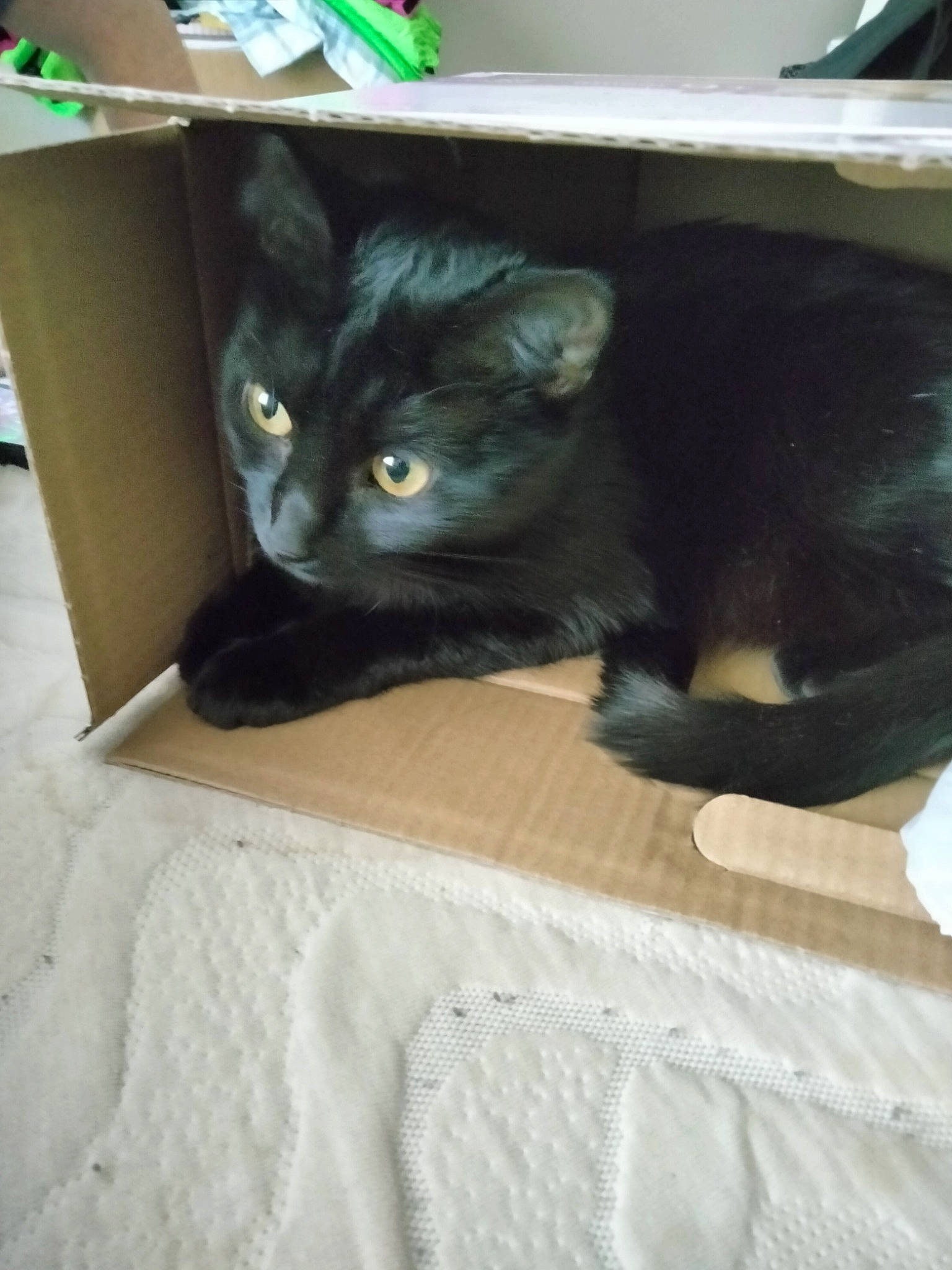 Midnight is registered to the contest to win money with this photo: black_cat, box, carnivore, cat, claw, comfort, domestic_short_haired_cat, felidae, fur, grey, hardwood, room, shelf, small_to_medium_sized_cats, tail, whiskers
