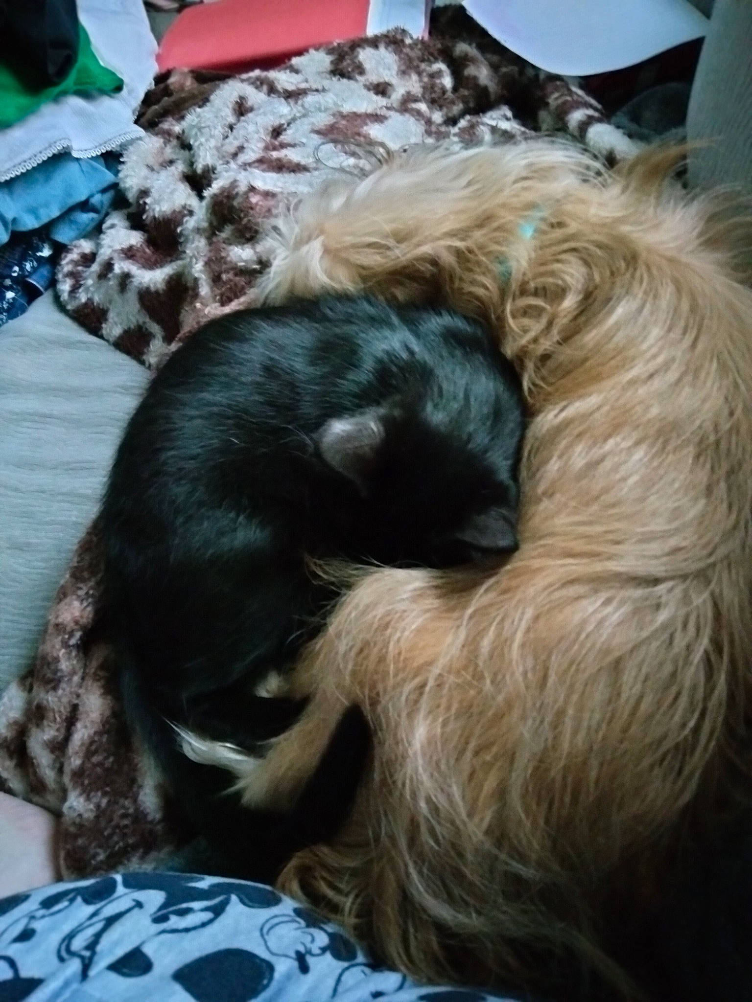 Haley is registered to the contest to win money with this photo: canidae, carnivore, comfort, companion_dog, dog, dog_breed, felidae, fur, liver, pekingese, schnauzer, small_terrier, snout, spaniel, sporting_group, tail, terrier, toy_dog, whiskers, working_animal