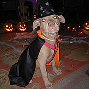Niko is registered to the contest to win money with this photo: puppy, dog, costume, witch_hat, cape, halloween, pumpkin, jack_o_lantern, skeleton, decorations, indoors, carpet, holiday, cute, pet, animal, festive, orange, black, lights