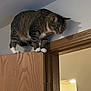 animal, balanced, cat, closeup, curious, door, door_frame, feline, focused, hanging, house, indoor, light, perched, pet, shadow, tabby, wall, white_paws, wood