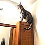 Sneaker joined the competition — help win amazing prizes! animal, cat, curiosity, domestic, door, ears, feline, furniture, household, indoor, light, mirror, pet, reflection, room, tabby, tail, wall, whiskers, wooden_cabinet