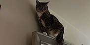 Sneaker joined the competition — help win amazing prizes! animal, blinds, cat, curious, domestic, furniture, home, indoor, light, mirror, perched, pet, reflection, resting, room, tabby, tail, whiskers, window, wood