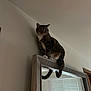 animal, blinds, cat, curious, domestic, furniture, home, indoor, light, mirror, perched, pet, reflection, resting, room, tabby, tail, whiskers, window, wood