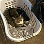Sneaker is registered to the contest to win money with this photo: animal, basket, black_bag, carpet, cat, chair, clothes, comfortable, curious, feline, floor, household, indoor, laundry_basket, looking_up, pet, resting, striped_fur, tabby_cat, white_basket