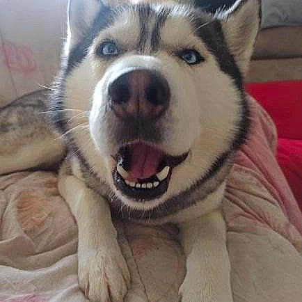 Yeko participe au concours pour gagner de l'argent avec cette photo : ancient_dog_breeds, carnivore, collar, comfort, companion_dog, dog, dog_breed, fang, foot, fur, happy, jaw, paw, siberian_husky, sled_dog, snout, terrestrial_animal, whiskers, working_animal, working_dog