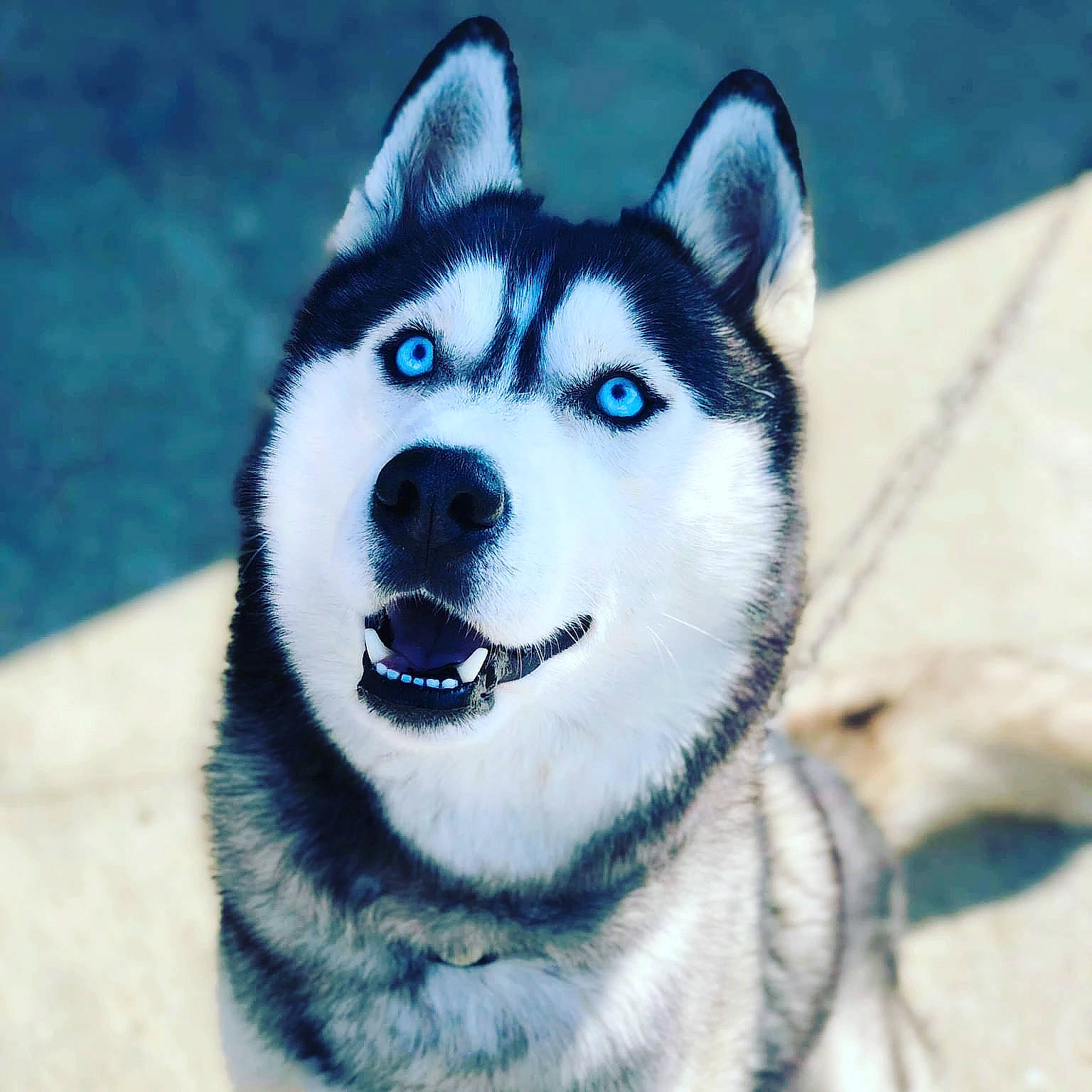 Yeko a rejoint le concours — aidez-le/la à gagner de superbes lots ! art, canidae, canis, carnivore, close_up, dog, dog_breed, electric_blue, eye, fur, head, iris, jaw, siberian_husky, sled_dog, snout, terrestrial_animal, whiskers, wolf, working_dog