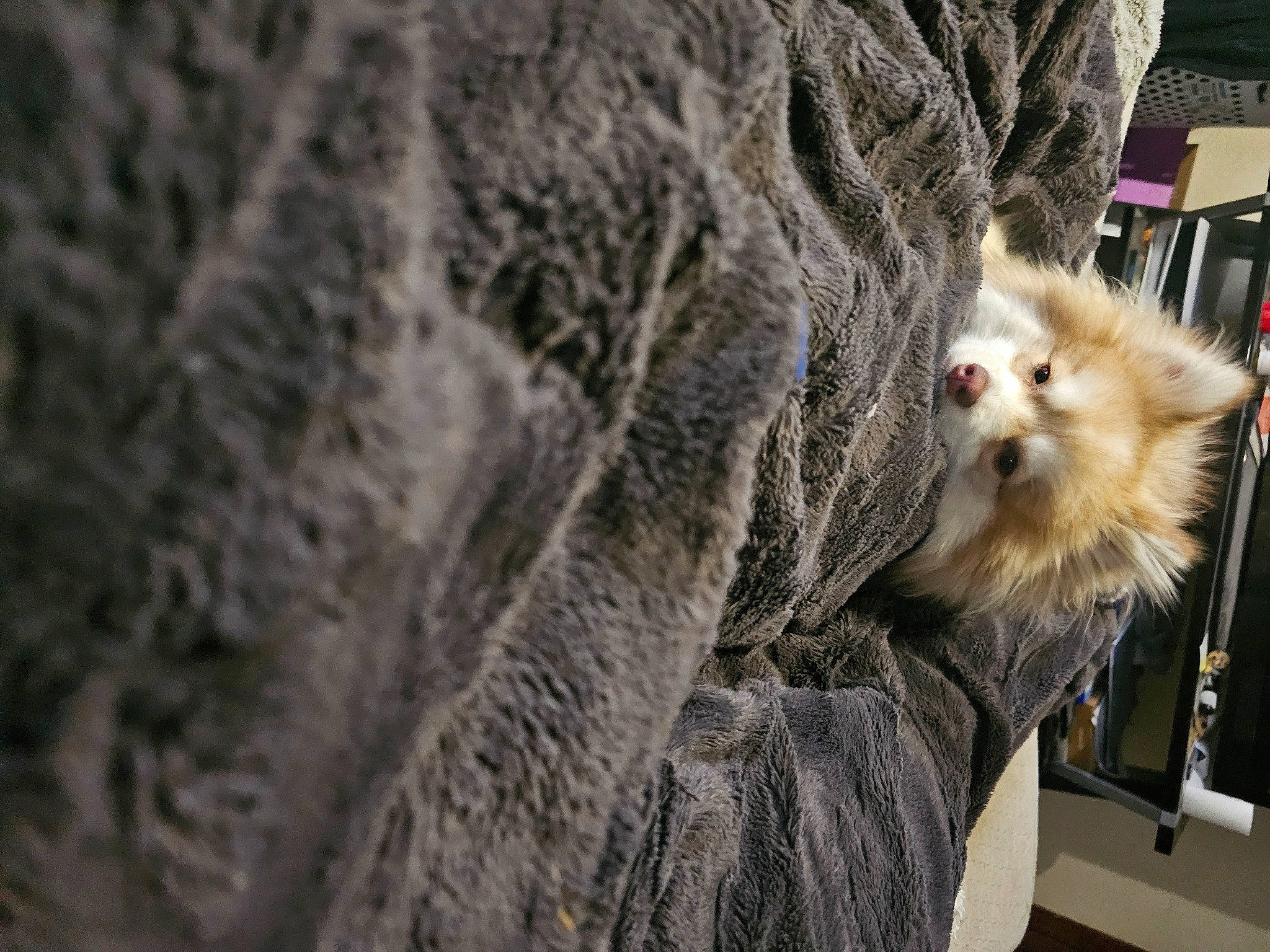 Wildfire joined the competition — help win amazing prizes! british_longhair, carnivore, claw, comfort, companion_dog, fawn, felidae, fur, grey, pomeranian, red_panda, small_to_medium_sized_cats, snout, spitz, tail, terrestrial_animal, toy_dog, whiskers, wildlife, window