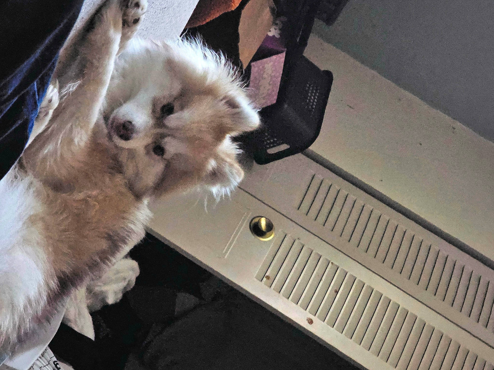 Wildfire is registered to the contest to win money with this photo: box, canidae, carnivore, cat, claw, companion_dog, dog_breed, domestic_short_haired_cat, fawn, felidae, fur, paw, ragdoll, small_to_medium_sized_cats, snout, suitcase, tail, toy_dog, whiskers, wood