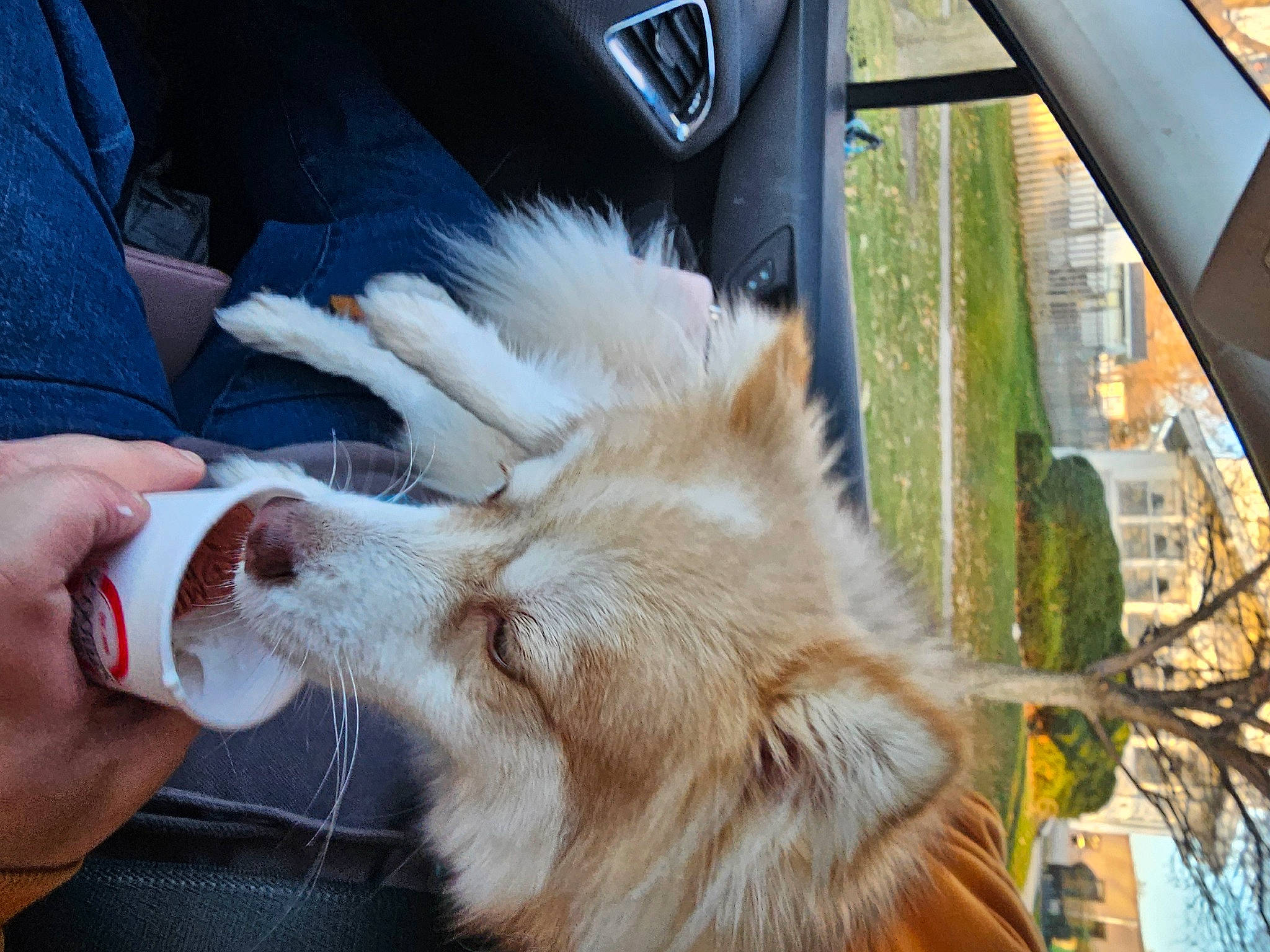 Wildfire is registered to the contest to win money with this photo: automotive_exterior, automotive_mirror, canidae, carnivore, claw, companion_dog, dog_breed, fawn, felidae, nail, paw, small_to_medium_sized_cats, snout, sporting_group, tail, vehicle, vehicle_door, whiskers, window, windshield