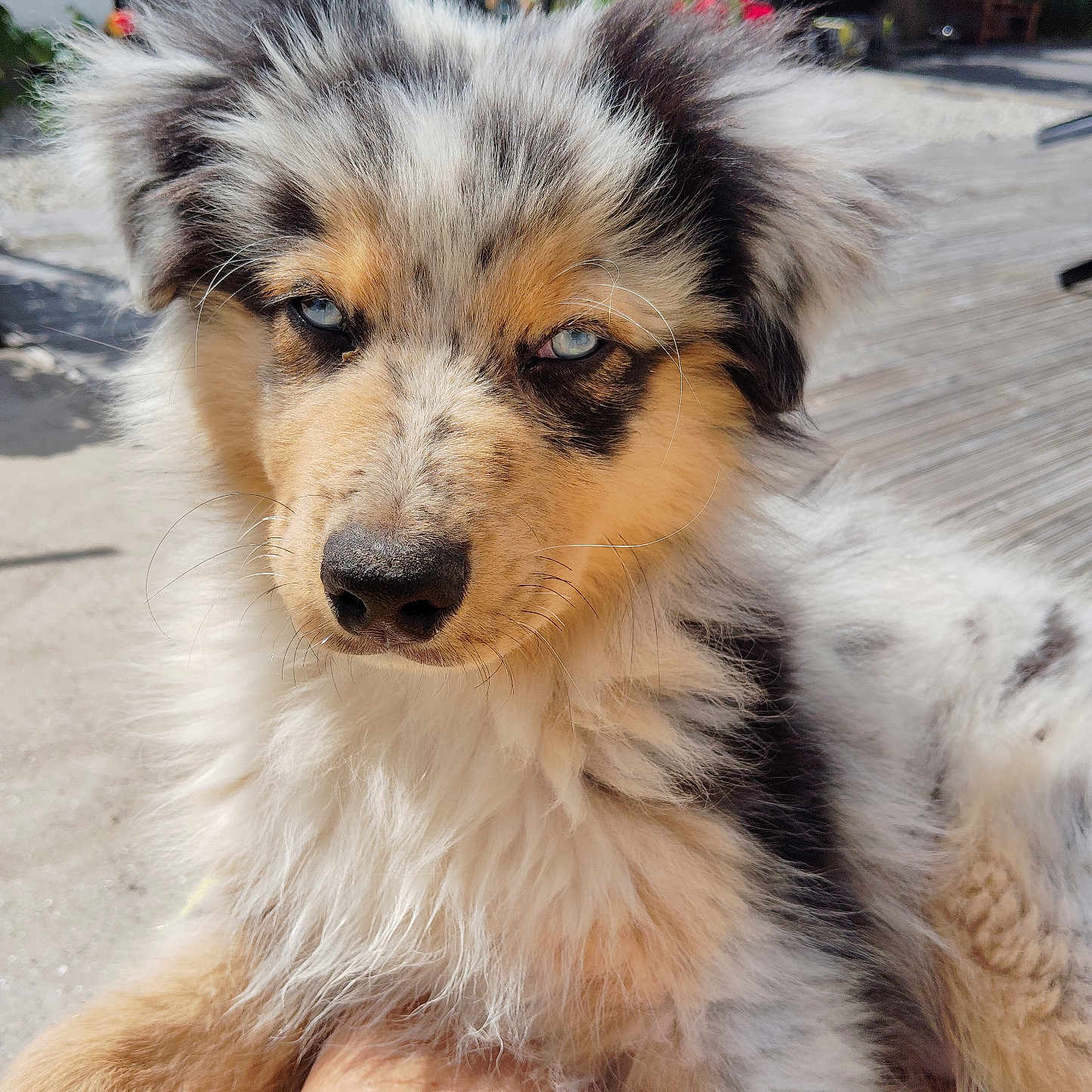 Volt participe au concours pour gagner de l'argent avec cette photo : accessories, animal, bicycle, canine, cockerspaniel, collie, dog, eskimodog, goldenretriever, husky, papillon, path, pet, poodle, puppy, terrier, transportation, vehicle, walkway, wood