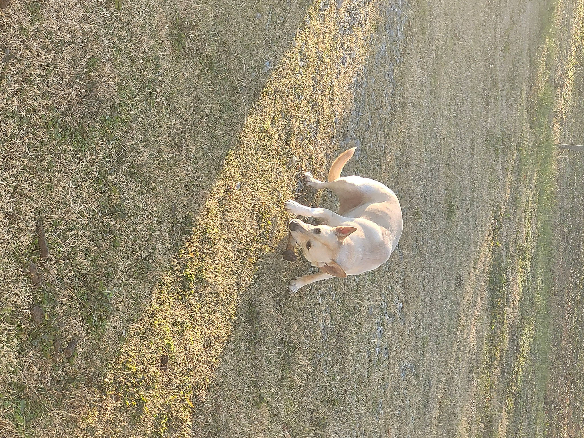 Ayla is registered to the contest to win money with this photo: asphalt, ball, beach, canidae, carnivore, decapoda, dog, dog_breed, grass, landscape, road_surface, sand, shadow, shellfish, soil, sporting_group, tail, terrestrial_animal, wildlife, wood