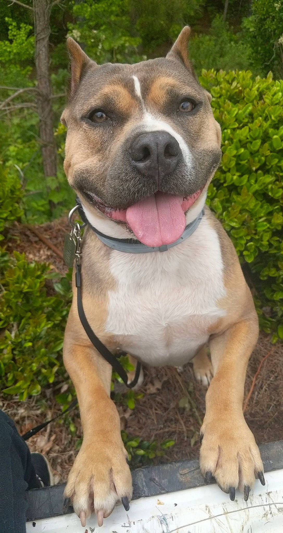 Bruno joined the competition — help win amazing prizes! carnivore, collar, companion_dog, dog, dog_breed, dog_collar, dog_supply, fang, fawn, giant_dog_breed, grass, liver, molosser, plant, snout, sporting_group, whiskers, working_animal, working_dog, wrinkle