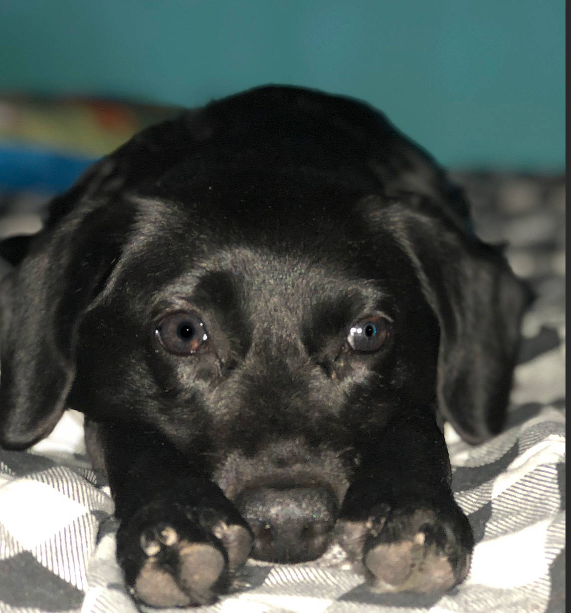 Dixie joined the competition — help win amazing prizes! borador, canidae, carnivore, comfort, companion_dog, dog, dog_breed, fur, gun_dog, hunting_dog, liver, pet_supply, puppy, rectangle, retriever, snout, sporting_group, terrestrial_animal, whiskers, working_animal