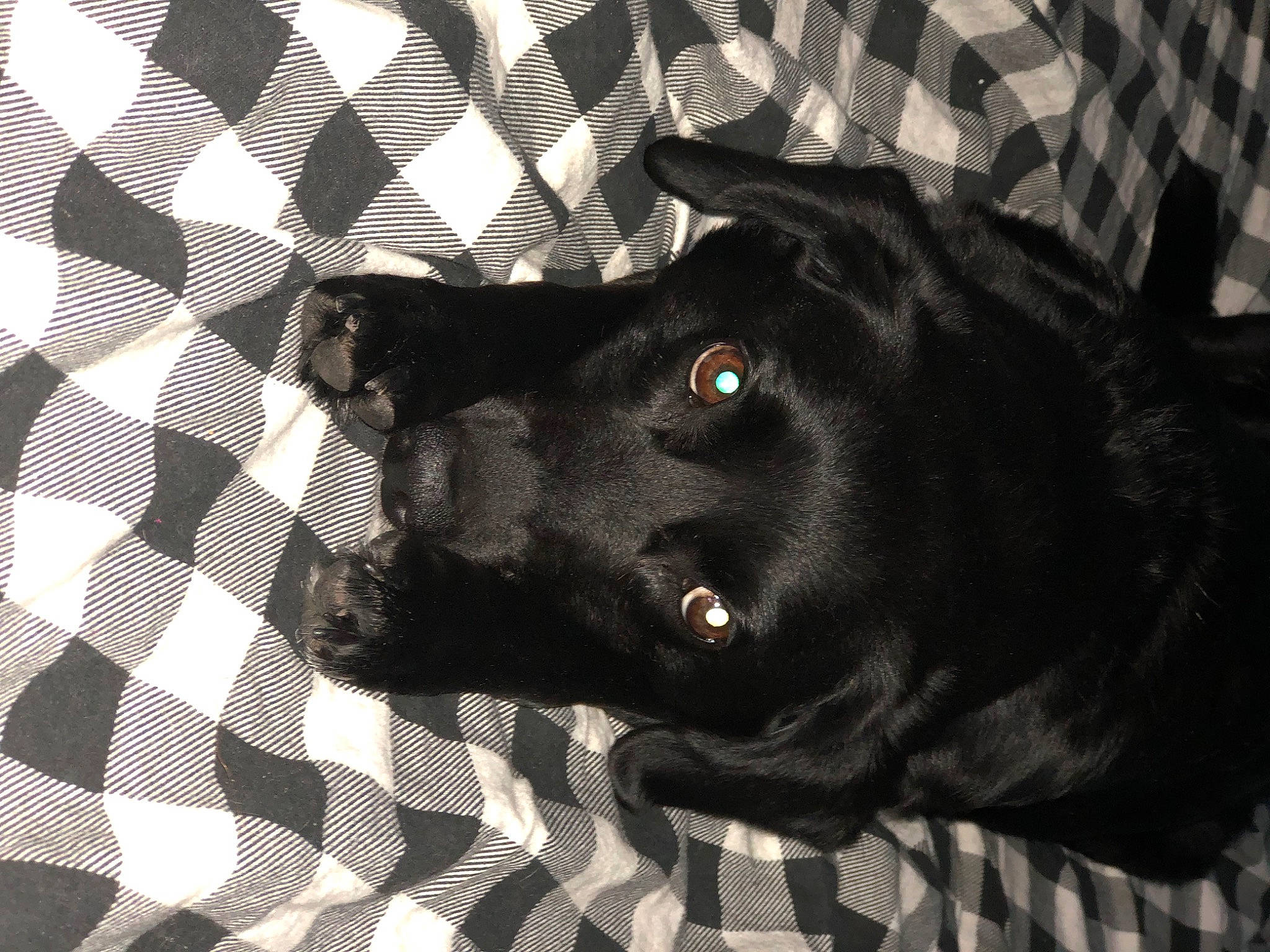 Dixie joined the competition — help win amazing prizes! borador, canidae, carnivore, comfort, companion_dog, dog, dog_breed, dog_supply, fur, grey, non_sporting_group, pattern, plaid, snout, sporting_group, tartan, terrestrial_animal, tints_and_shades, working_animal