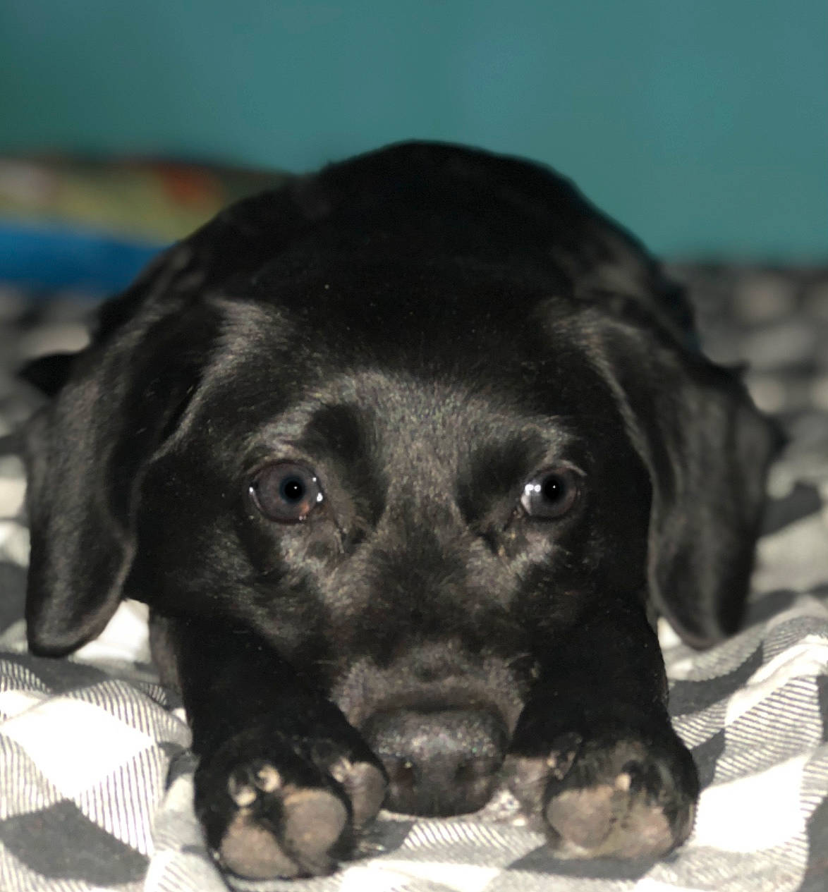 Dixie