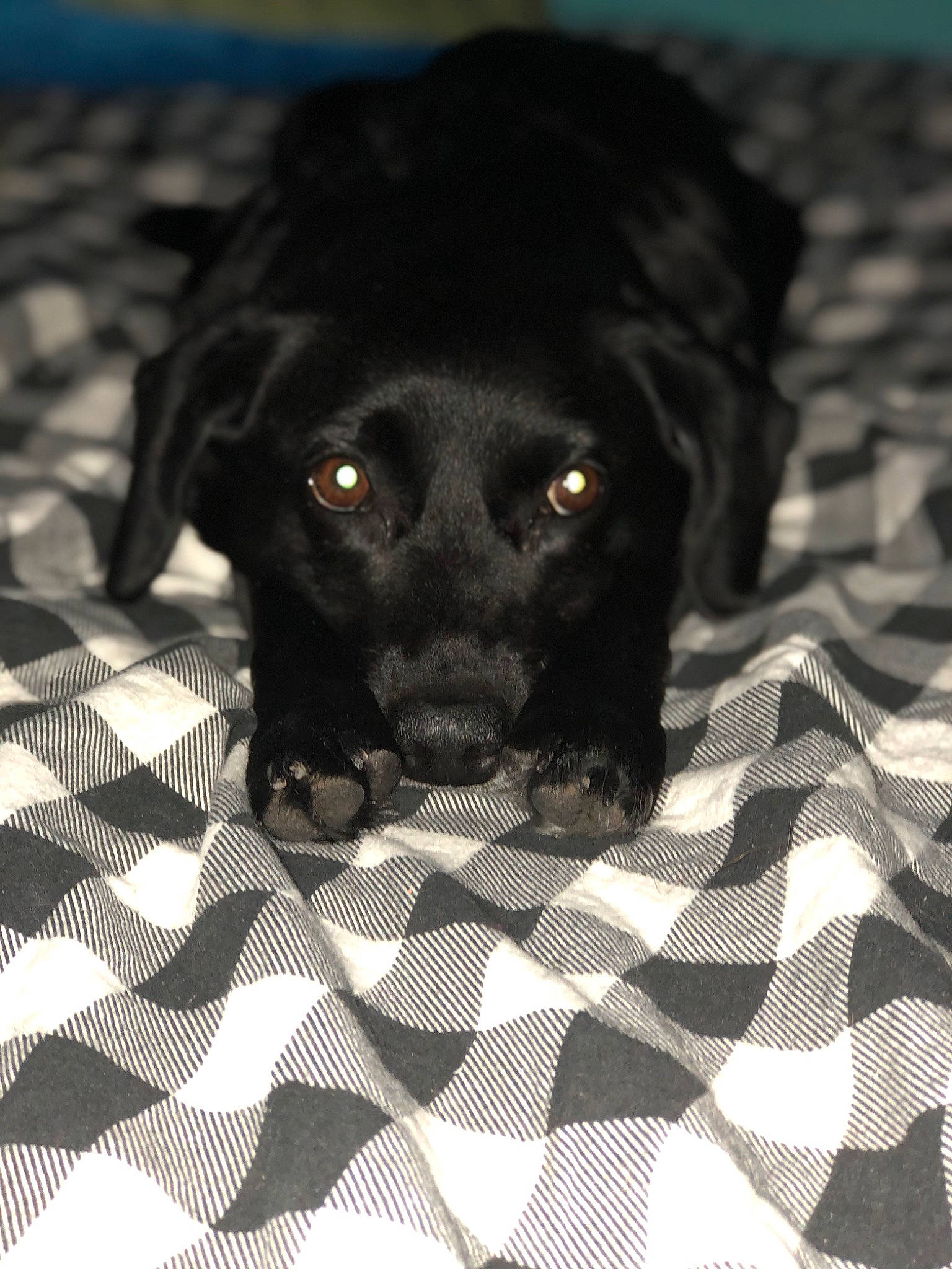 Dixie joined the competition — help win amazing prizes! borador, canidae, carnivore, close_up, comfort, companion_dog, dog, dog_breed, flooring, fur, gun_dog, monochrome, monochrome_photography, pattern, pet_supply, snout, sporting_group, terrestrial_animal, whiskers, working_animal