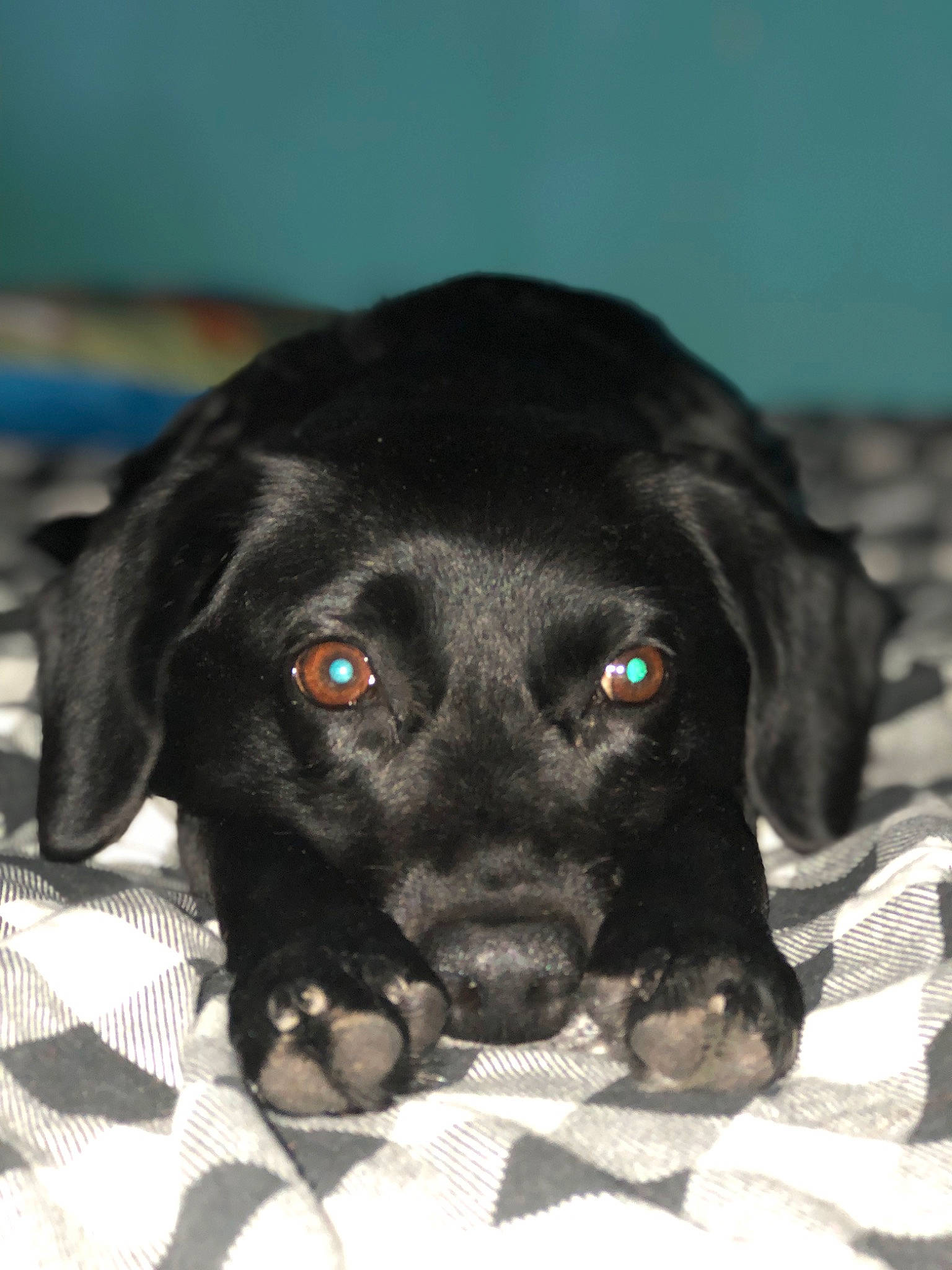 Dixie is registered to the contest to win money with this photo: borador, canidae, carnivore, comfort, companion_dog, dog, dog_breed, fur, gun_dog, hunting_dog, liver, non_sporting_group, pet_supply, puppy, retriever, snout, sporting_group, terrestrial_animal, whiskers, working_animal