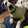 Buddy is registered to the contest to win money with this photo: dog, pet, portrait, close_up, white_fur, brown_patches, black_nose, floppy_ears, wide_eyes, collar, paw, sitting, lounging, indoor, living_room, blanket, couch, person, jeans, cozy