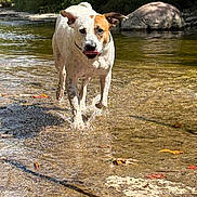 Buddy joined the competition — help win amazing prizes! dog, canine, white_dog, brown_markings, wet_dog, splashing, running, standing, tongue_out, outdoors, creek, stream, shallow_water, rocks, forest, trees, nature, sunlight, action_shot, animal_portrait