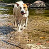 dog, canine, white_dog, brown_markings, wet_dog, splashing, running, standing, tongue_out, outdoors, creek, stream, shallow_water, rocks, forest, trees, nature, sunlight, action_shot, animal_portrait