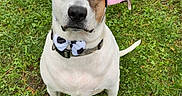 Buddy is registered to the contest to win money with this photo: dog, cow_costume, costume, pink_ears, horns, bow_tie, white_fur, brown_patch, sitting, outdoor, grass, lawn, pet, portrait, animal, collar, leash, fawn, funny, autumn