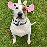 dog, cow_costume, costume, pink_ears, horns, bow_tie, white_fur, brown_patch, sitting, outdoor, grass, lawn, pet, portrait, animal, collar, leash, fawn, funny, autumn