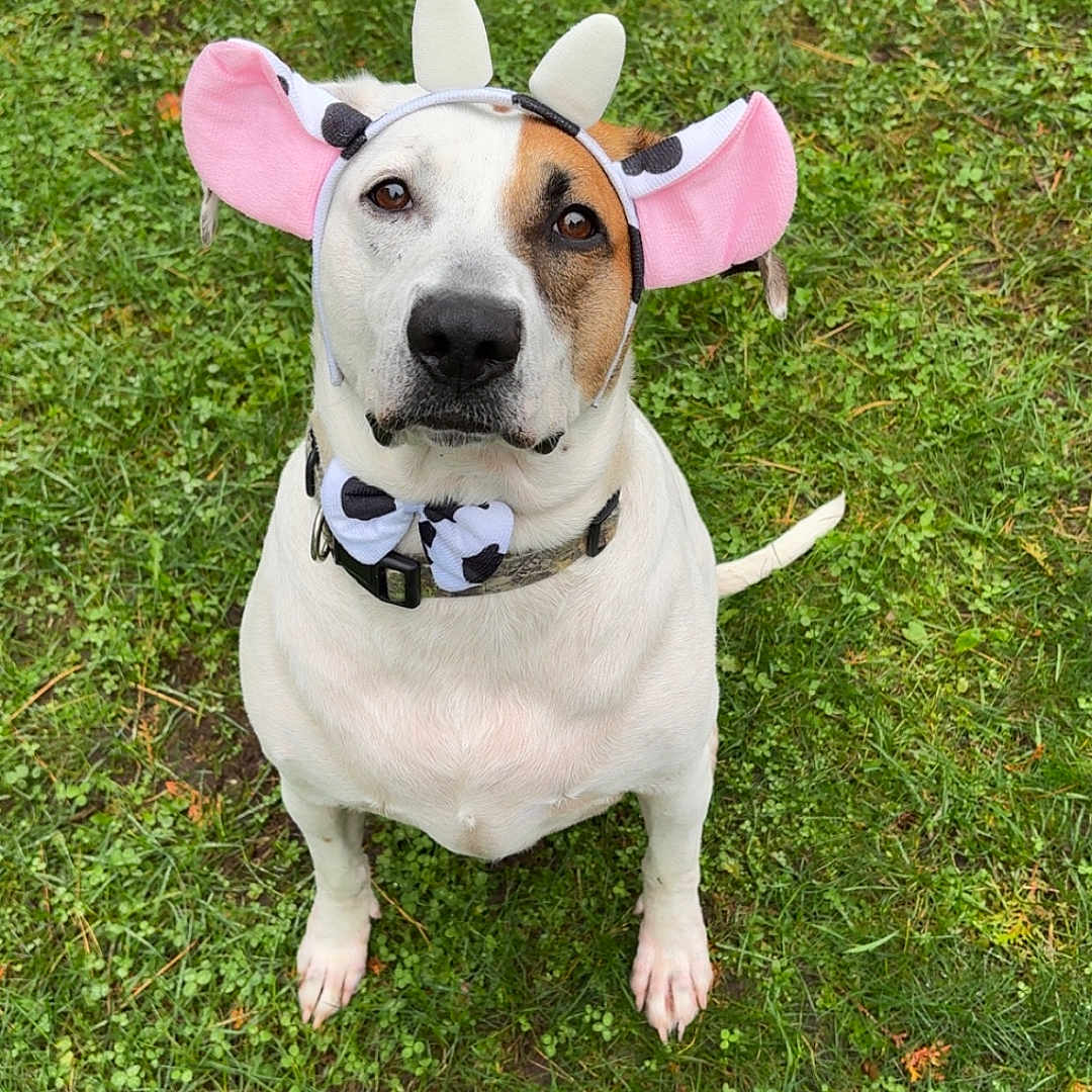 Buddy is registered to the contest to win money with this photo: dog, cow_costume, costume, pink_ears, horns, bow_tie, white_fur, brown_patch, sitting, outdoor, grass, lawn, pet, portrait, animal, collar, leash, fawn, funny, autumn