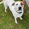 Buddy joined the competition — help win amazing prizes! dog, canine, white_dog, tan_markings, short_hair, standing, looking_at_camera, outdoor, backyard, grass, fallen_leaves, autumn, patio, garden, lawn, collar, friendly, pet, portrait, natural_light