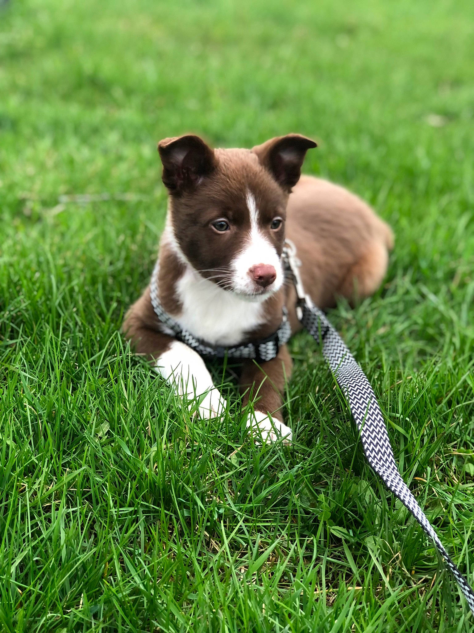 Piper joined the competition — help win amazing prizes! canidae, carnivore, collar, companion_dog, dog, dog_breed, fawn, grass, grassland, groundcover, lawn, pasture, paw, plant, snout, sporting_group, tail, terrestrial_animal, whiskers, working_animal