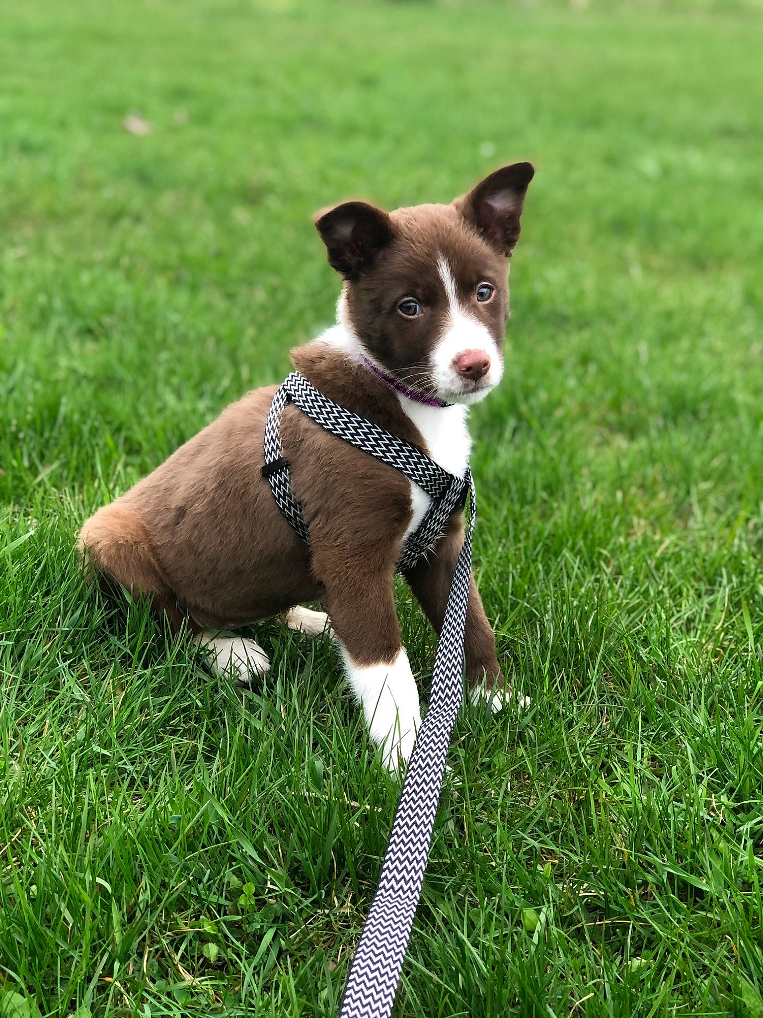 Piper
