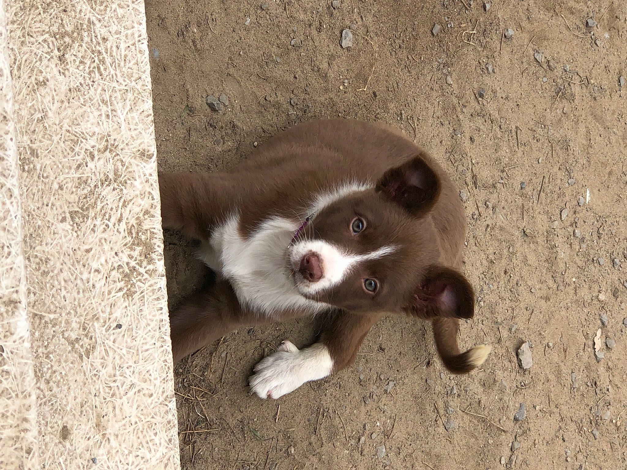 Piper is registered to the contest to win money with this photo: canidae, carnivore, dog_breed, fawn, fur, paw, soil, sporting_group, tail, terrestrial_animal, whiskers, wildlife