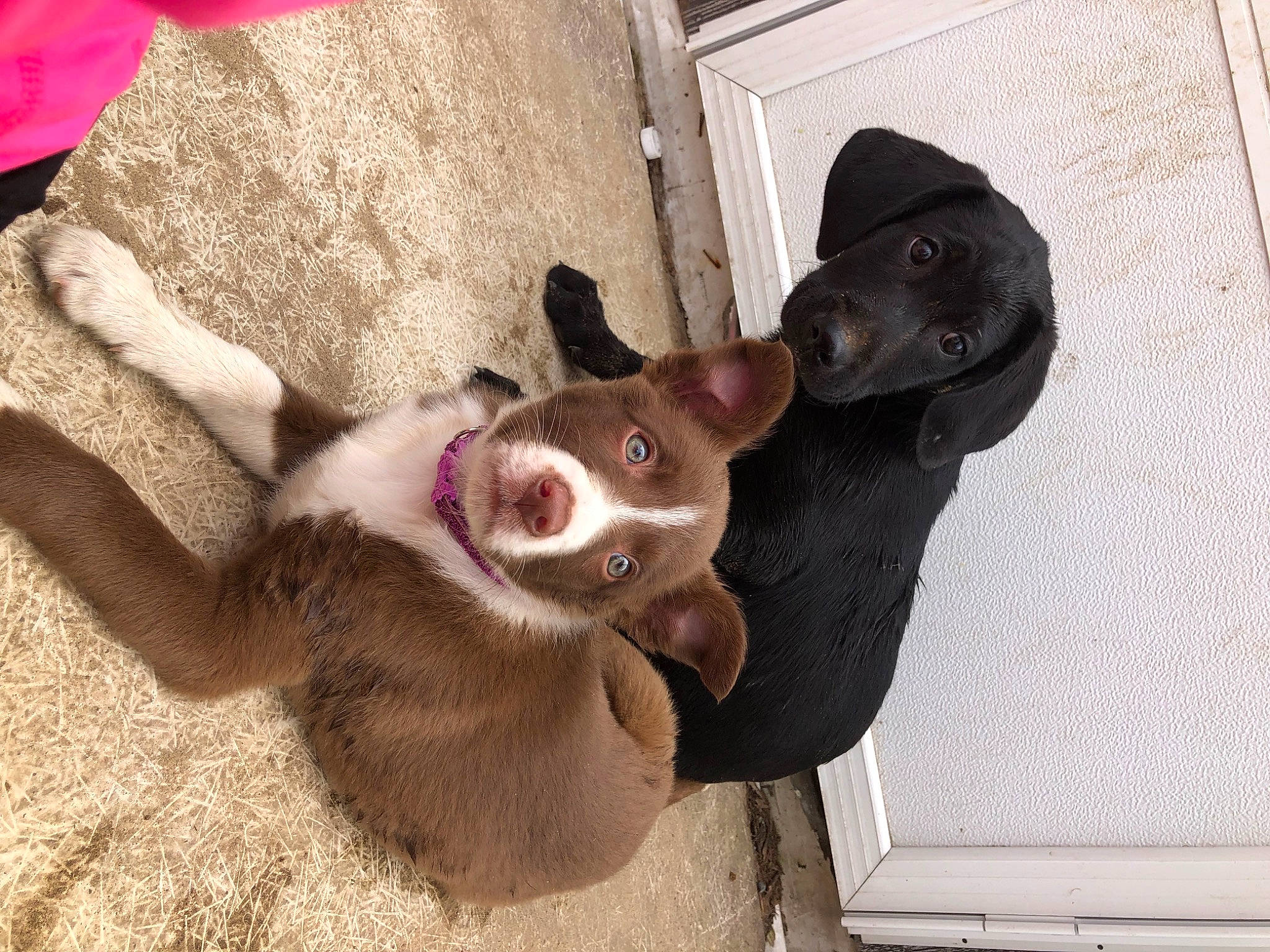 Piper is registered to the contest to win money with this photo: canidae, carnivore, collar, companion_dog, dog, dog_breed, dog_collar, ear, eyewear, fashion_accessory, fur, leash, liver, non_sporting_group, paw, pet_supply, sporting_group, tail, whiskers, working_animal