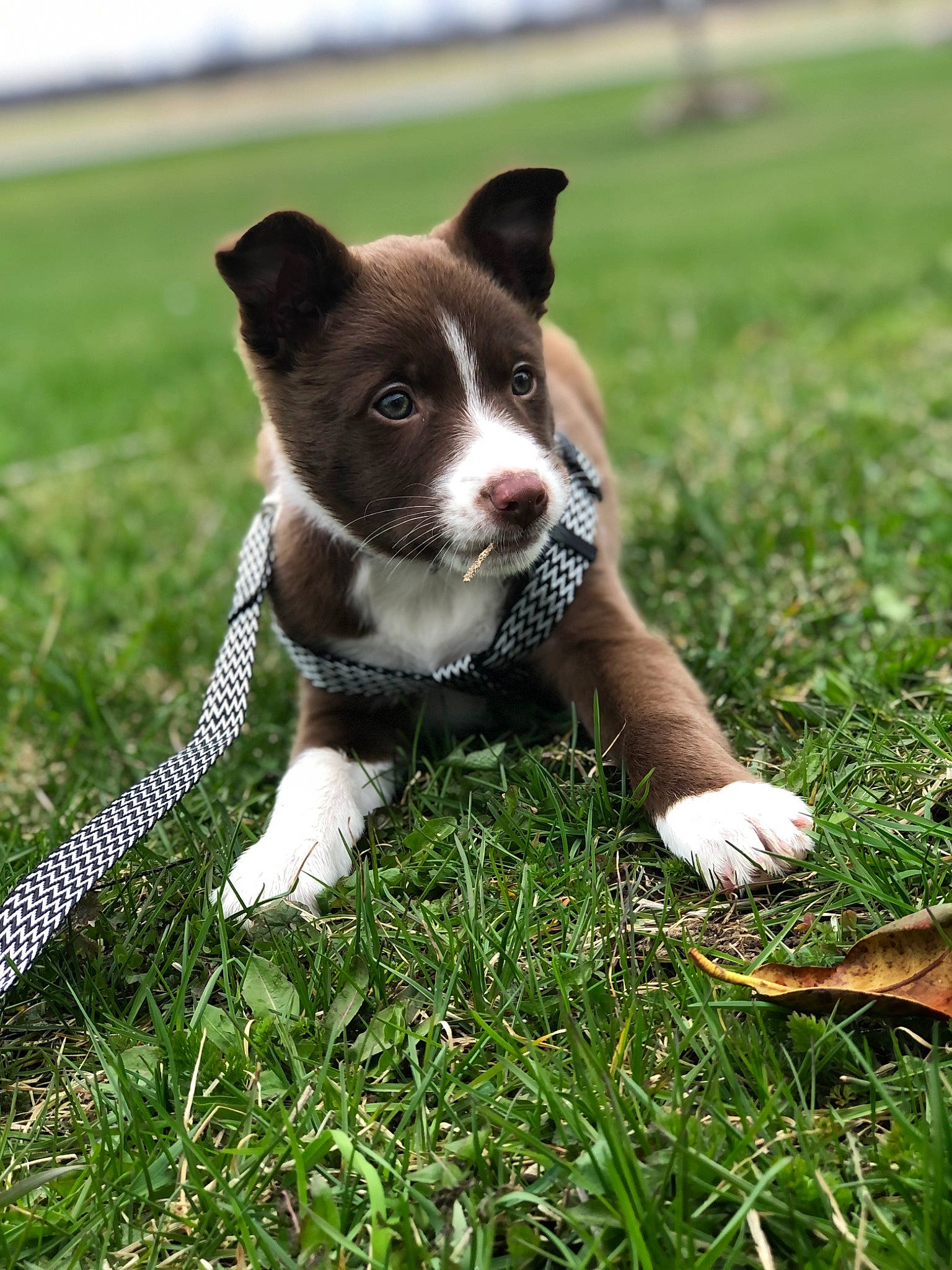 Piper joined the competition — help win amazing prizes! canidae, carnivore, collar, companion_dog, dog, dog_breed, dog_collar, fawn, grass, grassland, happy, herding_dog, paw, people_in_nature, plant, snout, sporting_group, tail, whiskers, working_animal