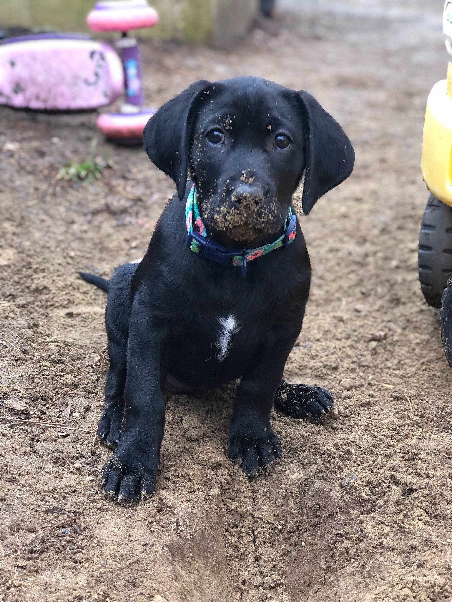 Daisy Mae