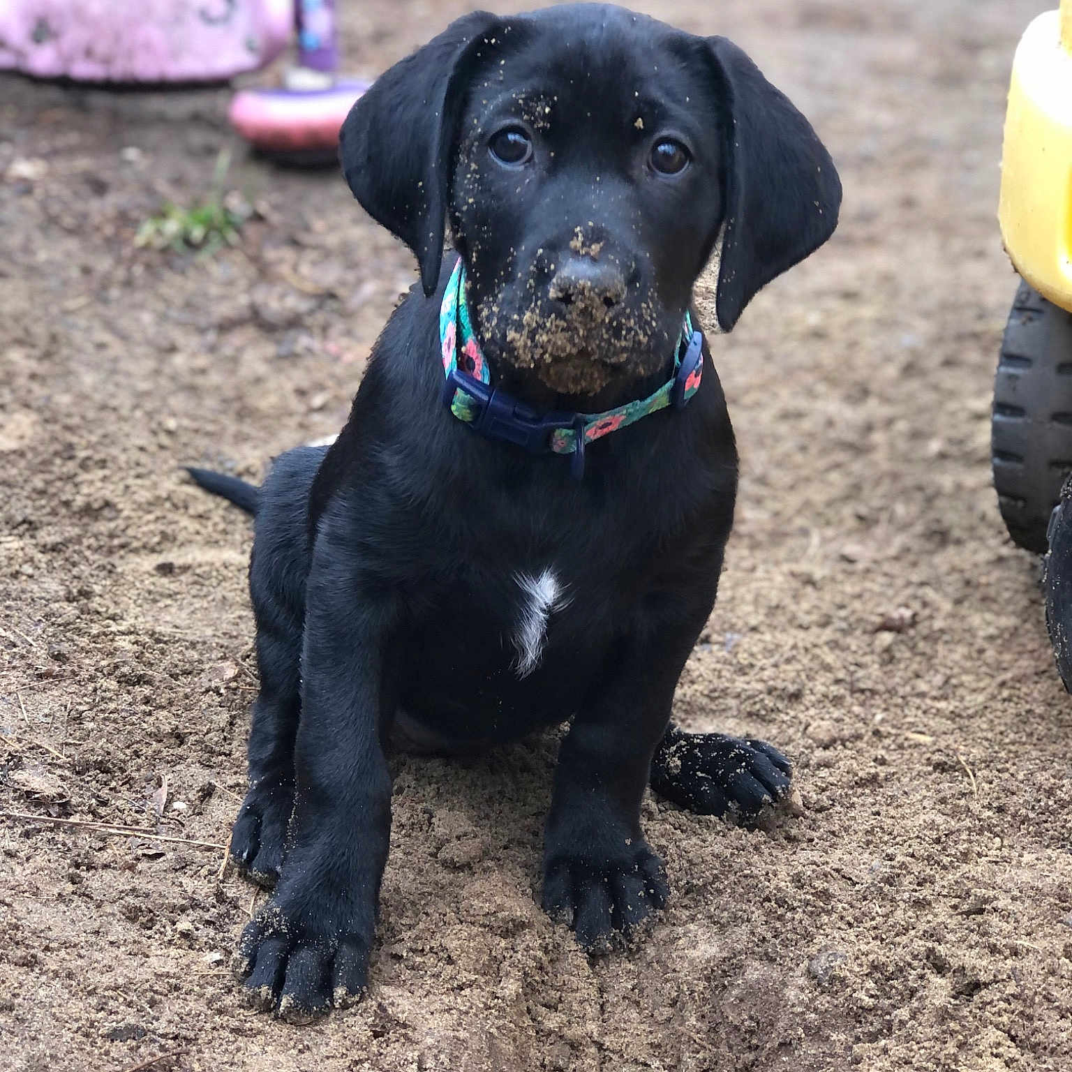 Daisy Mae