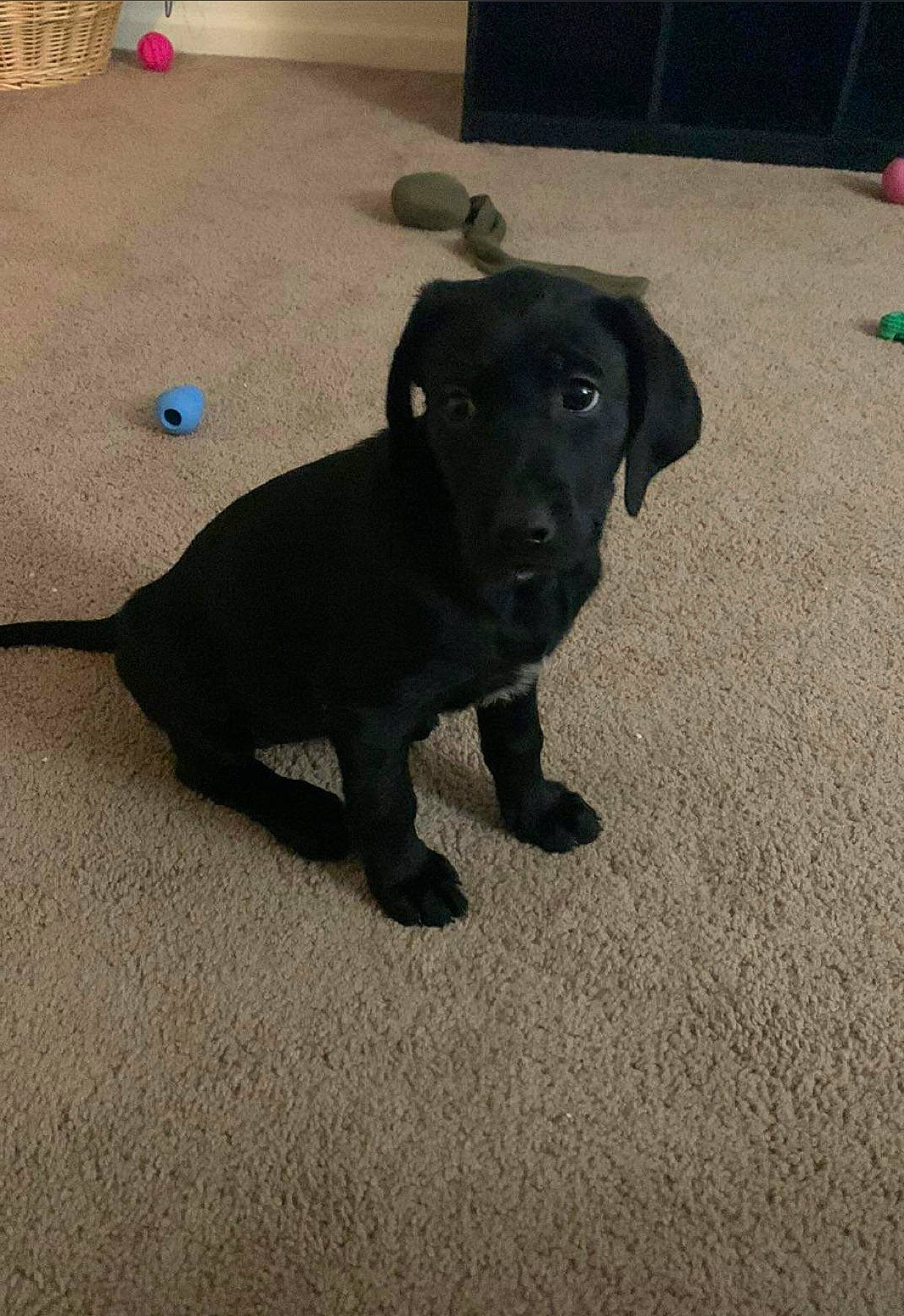 Daisy Mae joined the competition — help win amazing prizes! borador, carnivore, collar, companion_dog, dog, dog_breed, dog_collar, fawn, floor, flooring, guard_dog, gun_dog, pet_supply, road_surface, shadow, snout, sporting_group, tail, terrestrial_animal, working_animal