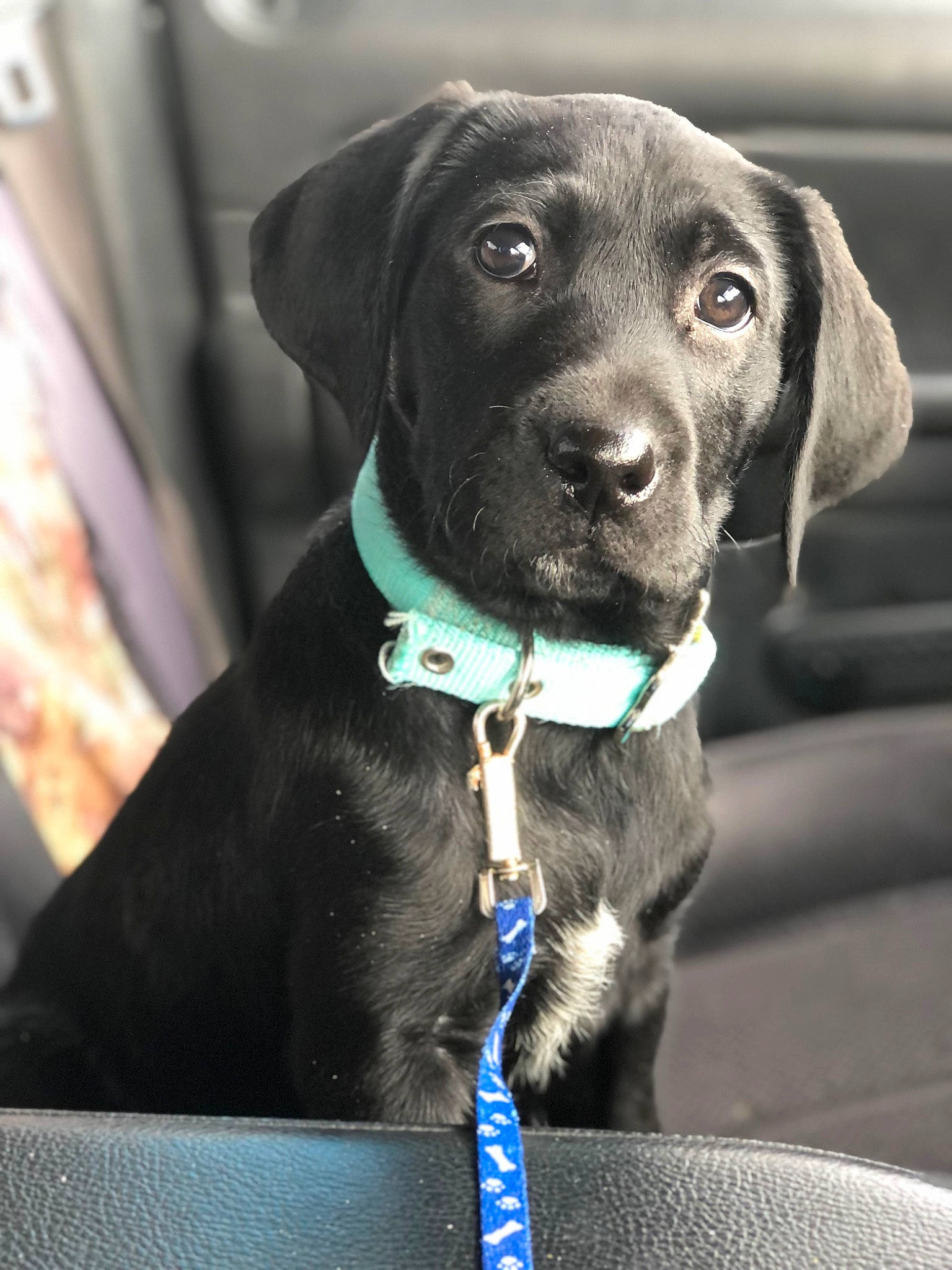 Daisy Mae is registered to the contest to win money with this photo: blue, borador, canidae, carnivore, collar, companion_dog, dog, dog_breed, dog_collar, dog_supply, electric_blue, leash, liver, personal_protective_equipment, pet_supply, snout, sporting_group, whiskers, working_animal
