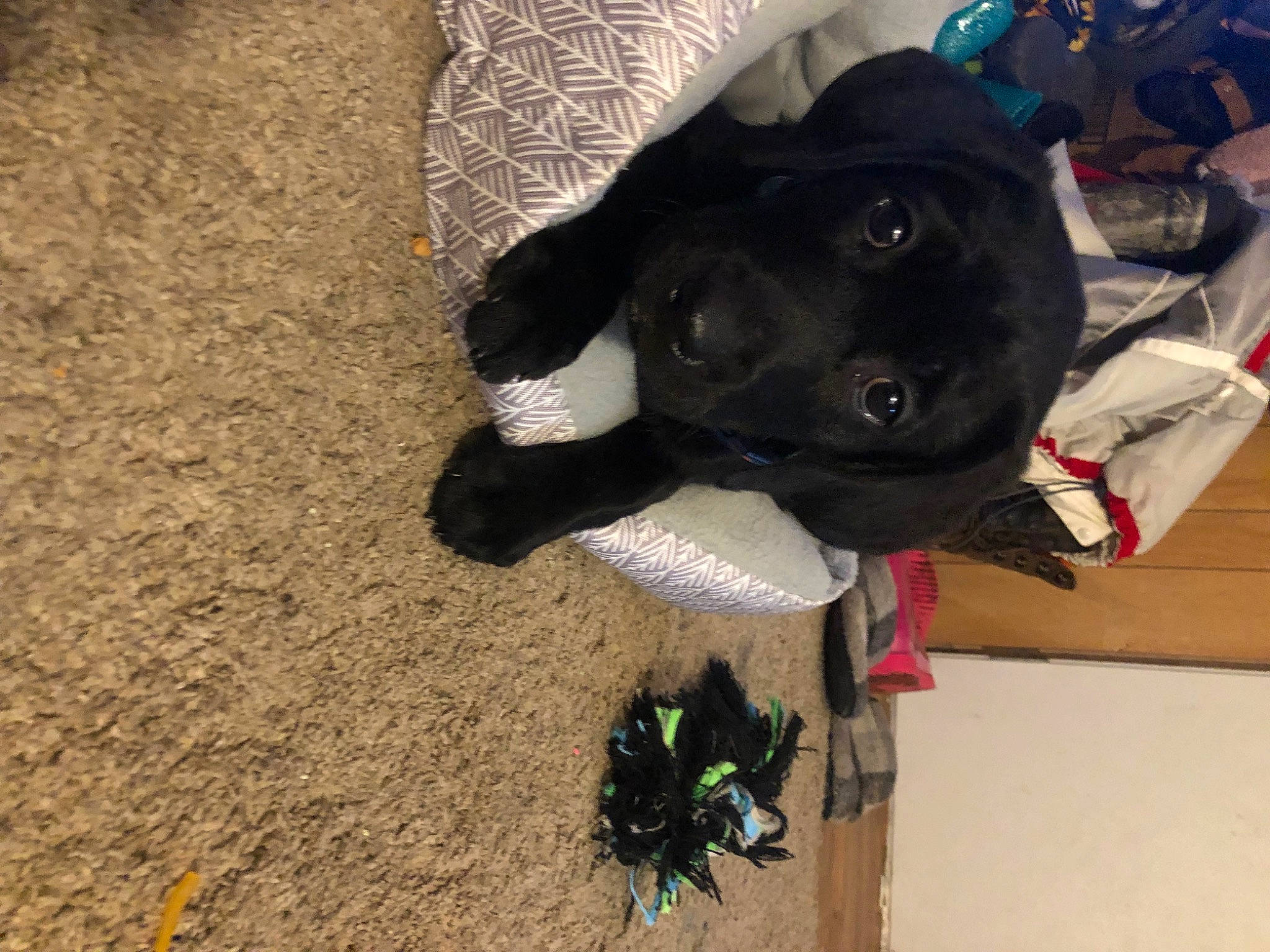 Daisy Mae joined the competition — help win amazing prizes! borador, canidae, carnivore, collar, comfort, companion_dog, dog, dog_breed, dog_collar, dog_supply, fawn, fur, guard_dog, personal_protective_equipment, pet_supply, snout, soil, sporting_group, tail, working_animal