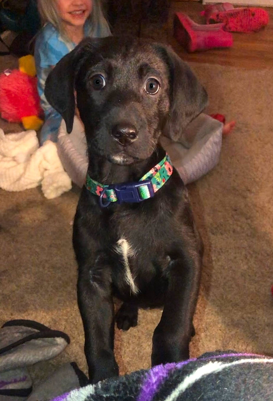 Daisy Mae joined the competition — help win amazing prizes! borador, canidae, carnivore, collar, companion_dog, dog, dog_breed, dog_collar, fawn, fur, gun_dog, hunting_dog, leash, liver, pet_supply, retriever, snout, sporting_group, working_animal