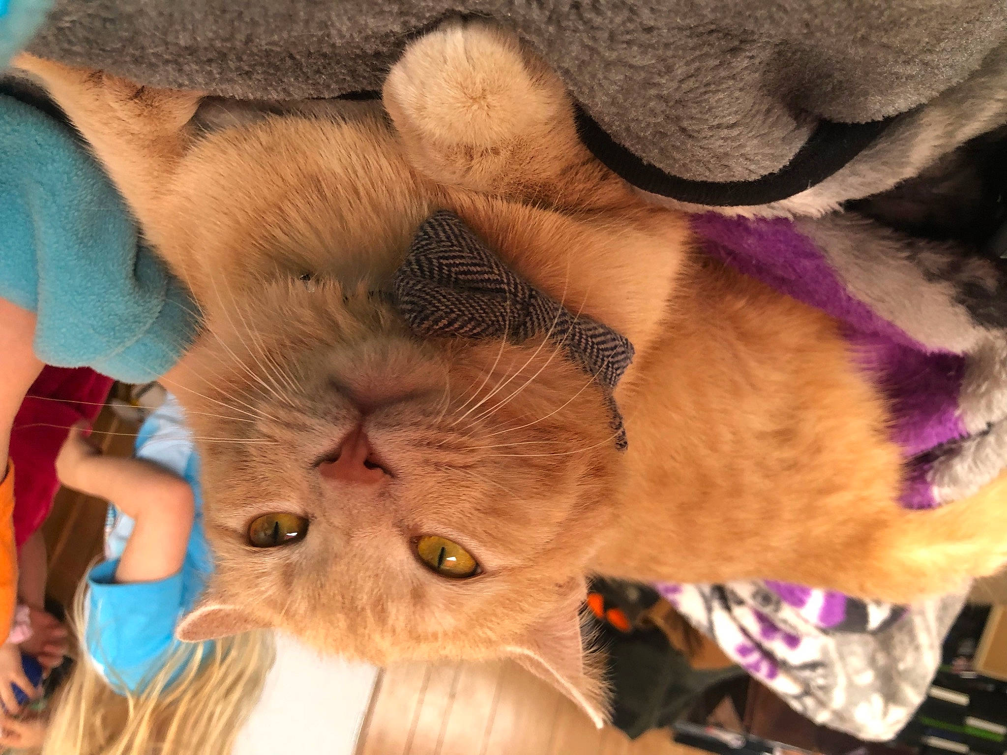Jellybean joined the competition — help win amazing prizes! carnivore, cat, close_up, comfort, domestic_short_haired_cat, fawn, felidae, fur, mammal, nail, nose, selfie, skin, small_to_medium_sized_cats, snout, sunglasses, terrestrial_animal, textile, whiskers, wrinkle