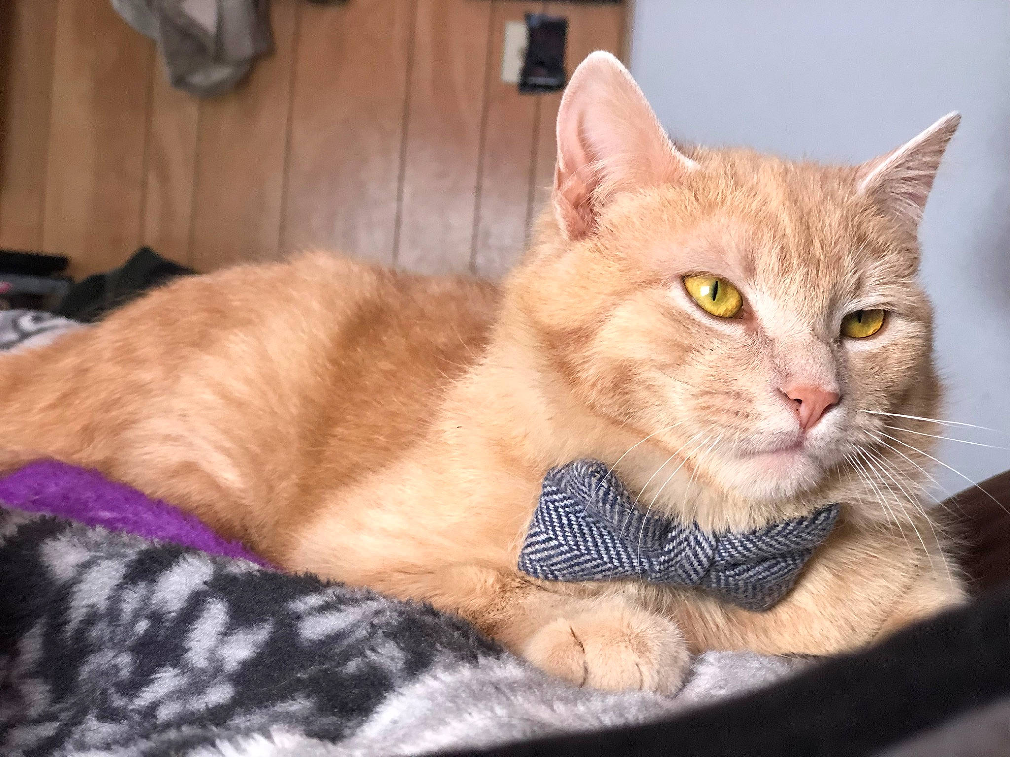 Jellybean joined the competition — help win amazing prizes! cabinetry, carnivore, cat, cat_supply, comfort, domestic_short_haired_cat, fawn, felidae, fur, hardwood, paw, pet_supply, sitting, small_to_medium_sized_cats, tail, whiskers, wood
