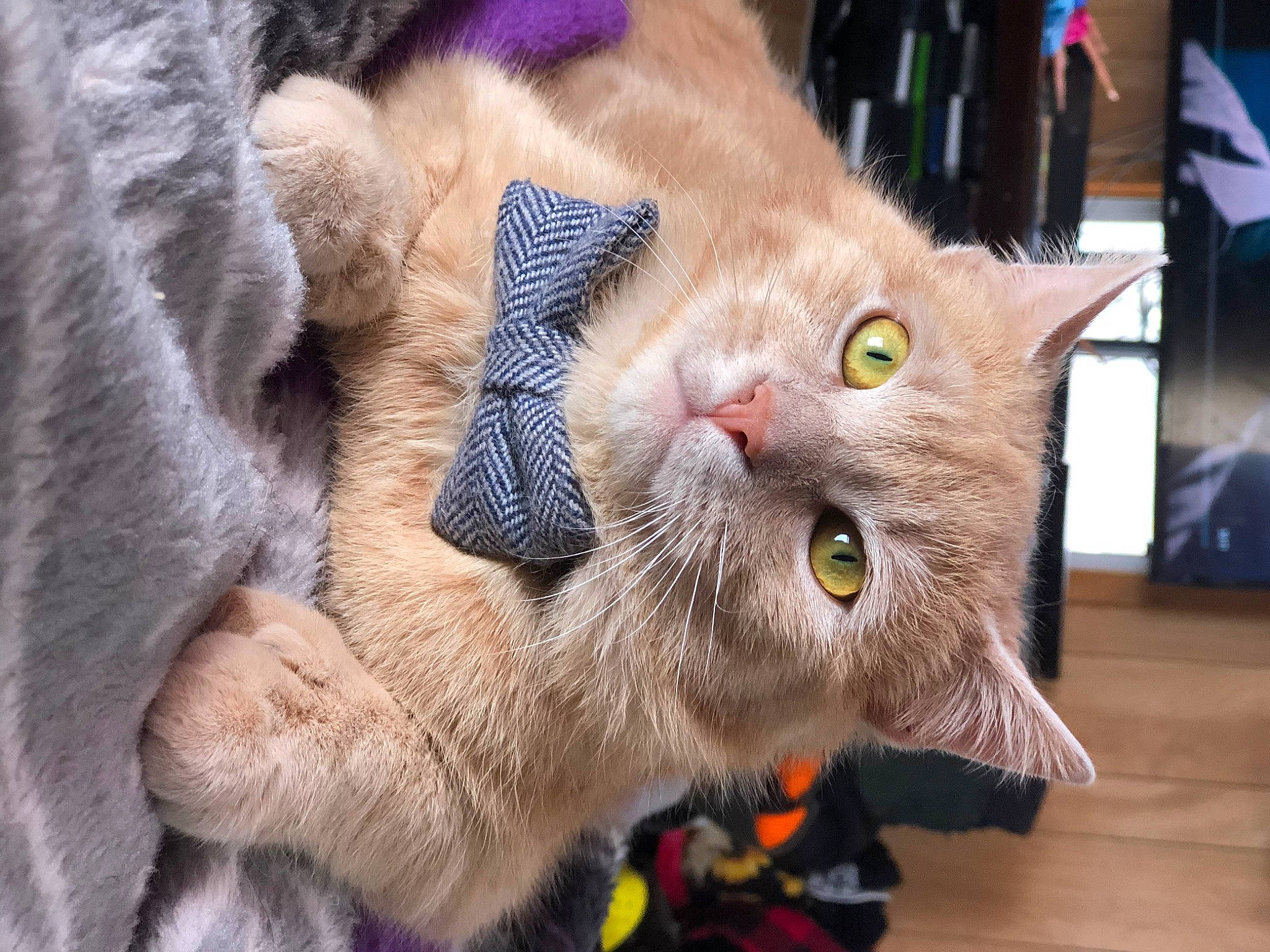 Jellybean joined the competition — help win amazing prizes! carnivore, cat, cat_supply, claw, close_up, collar, domestic_short_haired_cat, fang, fawn, felidae, fur, hardwood, paw, pet_supply, small_to_medium_sized_cats, snout, tail, whiskers, wildlife, wood