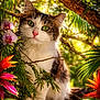 cat, feline, green_eyes, flower, orchid, tropical, leaf, palm_leaf, tree_branch, bark, sunlight, portrait, close_up, fur, whiskers, paws, nature, outdoor, vibrant_colors, sitting