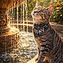 cat, tabby_cat, fountain, water, splash, bokeh, golden_hour, bandana, outdoor, garden, whiskers, yellow_eyes, paws, stone, portrait, pet, sunlight, reflection, close_up, sitting