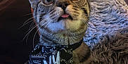 Tony Montana is registered to the contest to win money with this photo: cat, tabby_cat, pet, animal, tongue_out, bandana, collar, close_up, portrait, whiskers, ears, paw, blanket, couch, indoor, wide_eyes, curious, fur, playful, cute