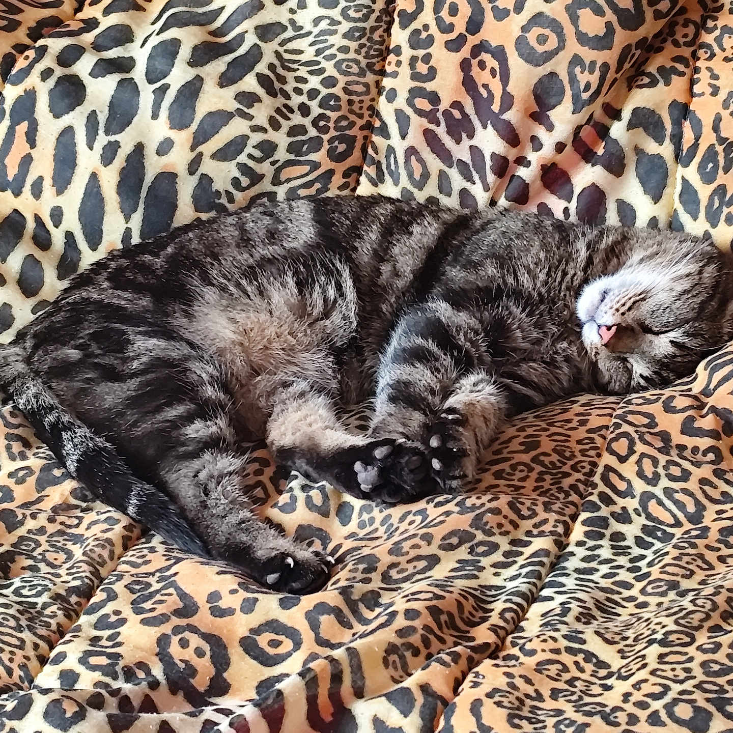 Hyke a rejoint le concours — aidez-le/la à gagner de superbes lots ! abyssinian, animal, bed, bedroom, blanket, cat, couch, cushion, furniture, homedecor, indoors, kitten, linen, manx, ocelot, person, pet, quilt, room, sleeping