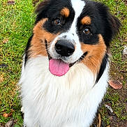 Milo participe au concours pour gagner de l'argent avec cette photo : dog, outdoor, grass, happy, pet, tricolor, tongue_out, fur, animal, canine, smiling, leash, paw, nature, cute, friendly, portrait, walking, companion, playful
