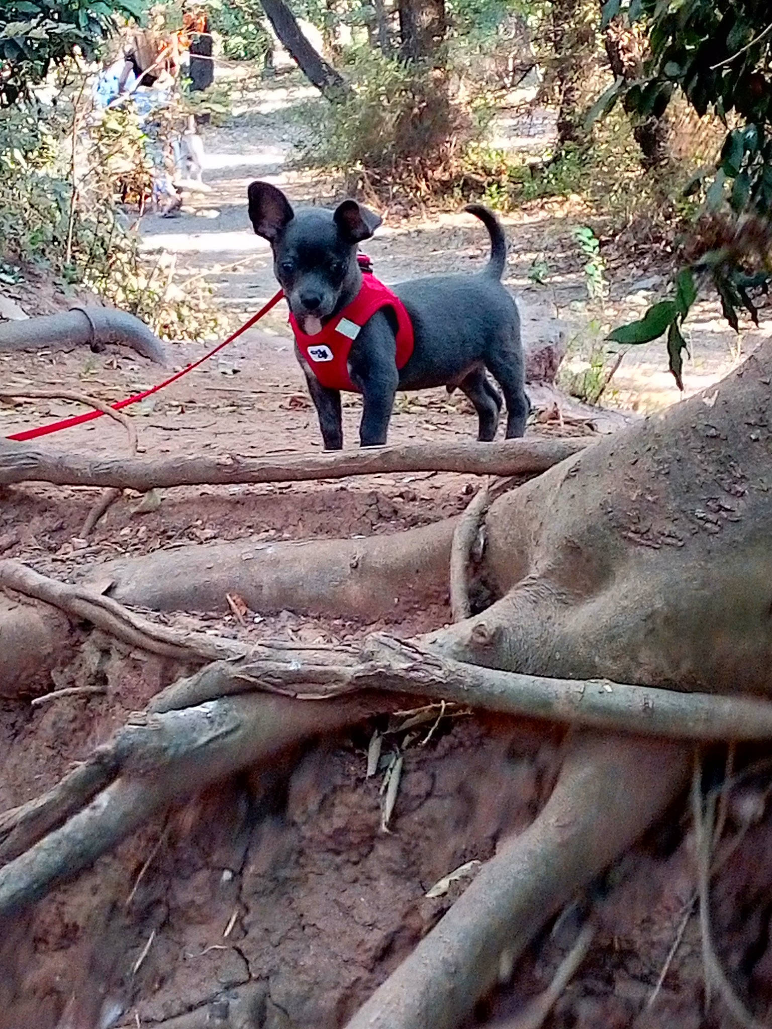 Dobby participe au concours pour gagner de l'argent avec cette photo : adventure, canidae, carnivore, fawn, plant, tree