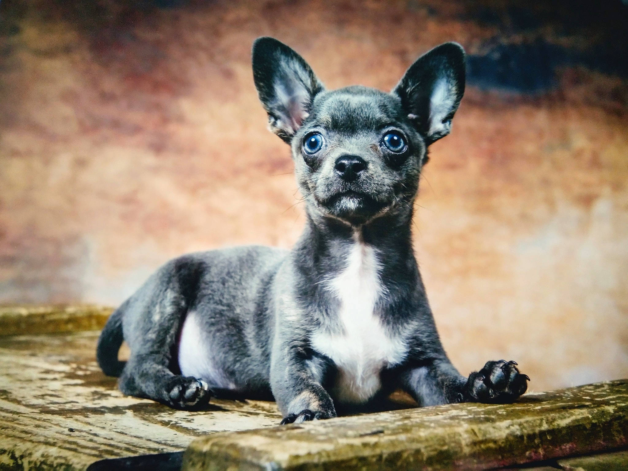 Dobby a rejoint le concours — aidez-le/la à gagner de superbes lots ! ancient_dog_breeds, canidae, carnivore, chihuahua, companion_dog, dog, dog_breed, fawn, mammal, puppy, snout, sporting_group, toy_dog, vertebrate, whiskers
